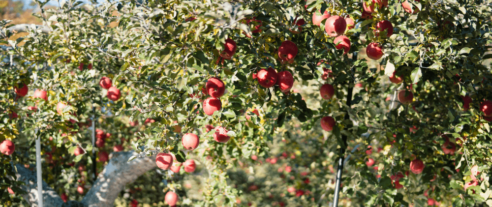太陽の光をたっぷりと蓄え、収穫の時を待つ真っ赤な完熟リンゴ