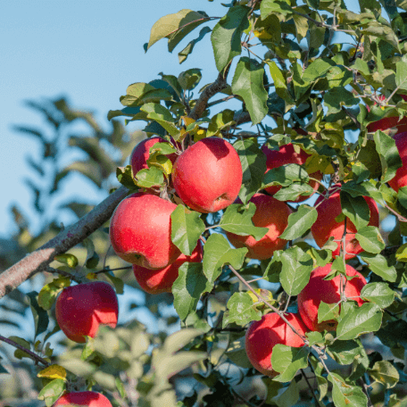 上田市の山口地域で生産される「山口りんご」